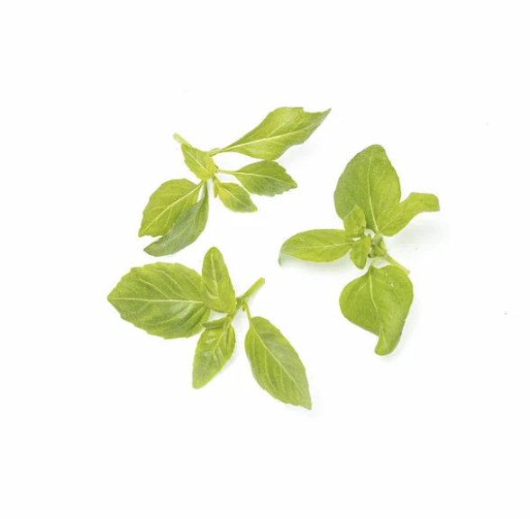 Basil leaves