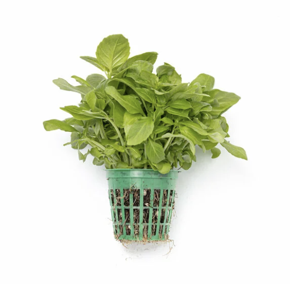Basil growing in a net pot