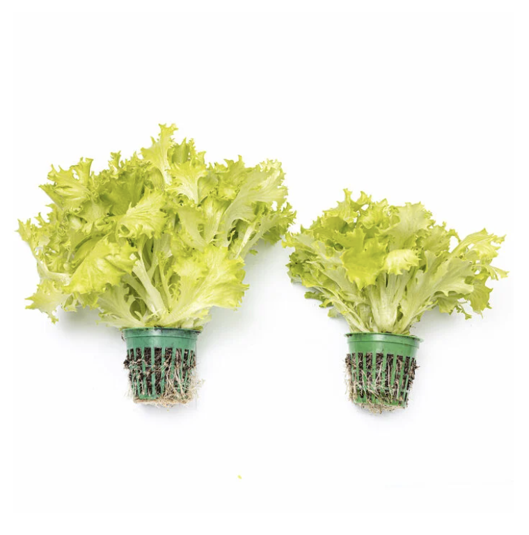 Frisee growing in net pots