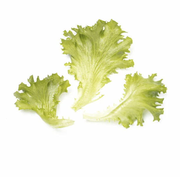 Iceberg lettuce leaves