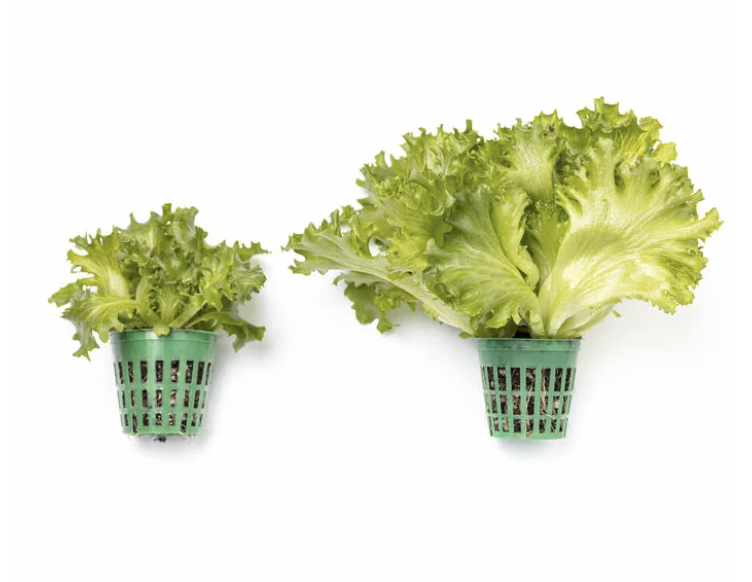 Iceberg lettuce growing in net pots
