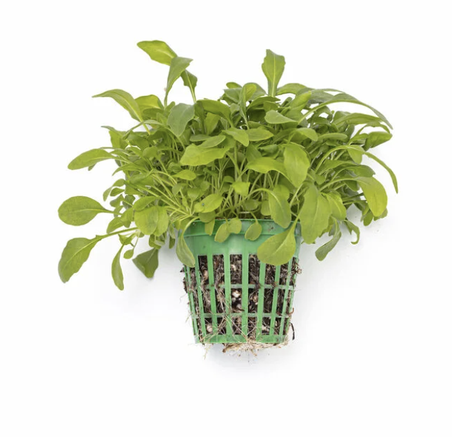 Mini arugula growing in a net pot