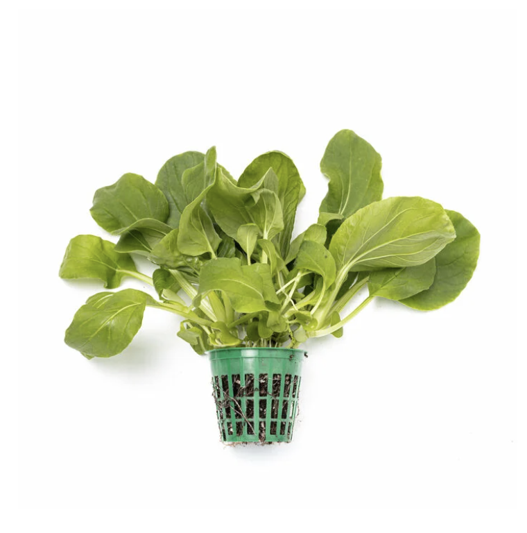 Pak choi growing in a net pot