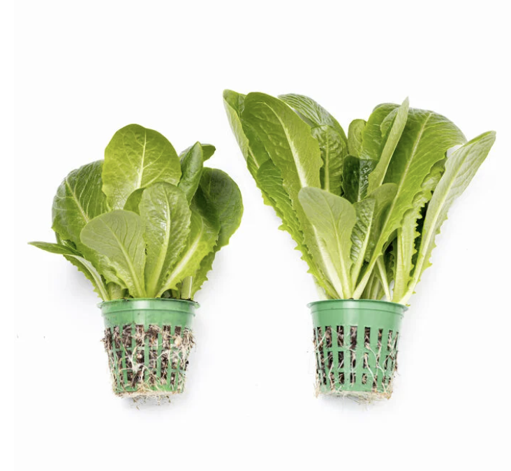 Romaine growing in net pots